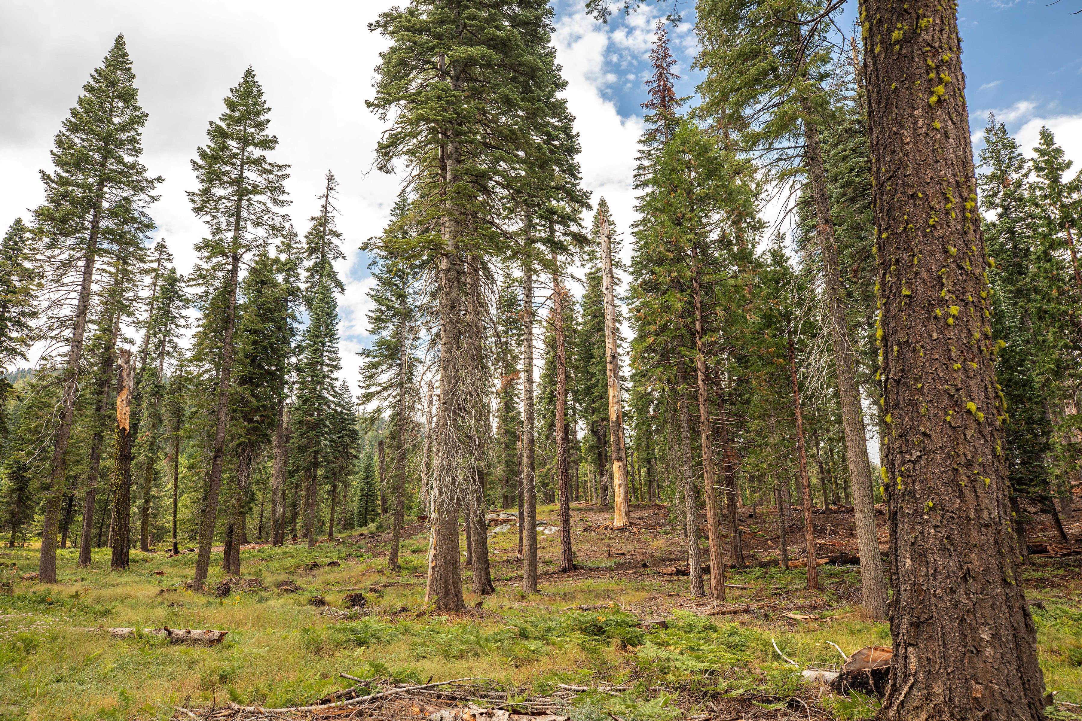 French Meadows Forest Restoration Project site