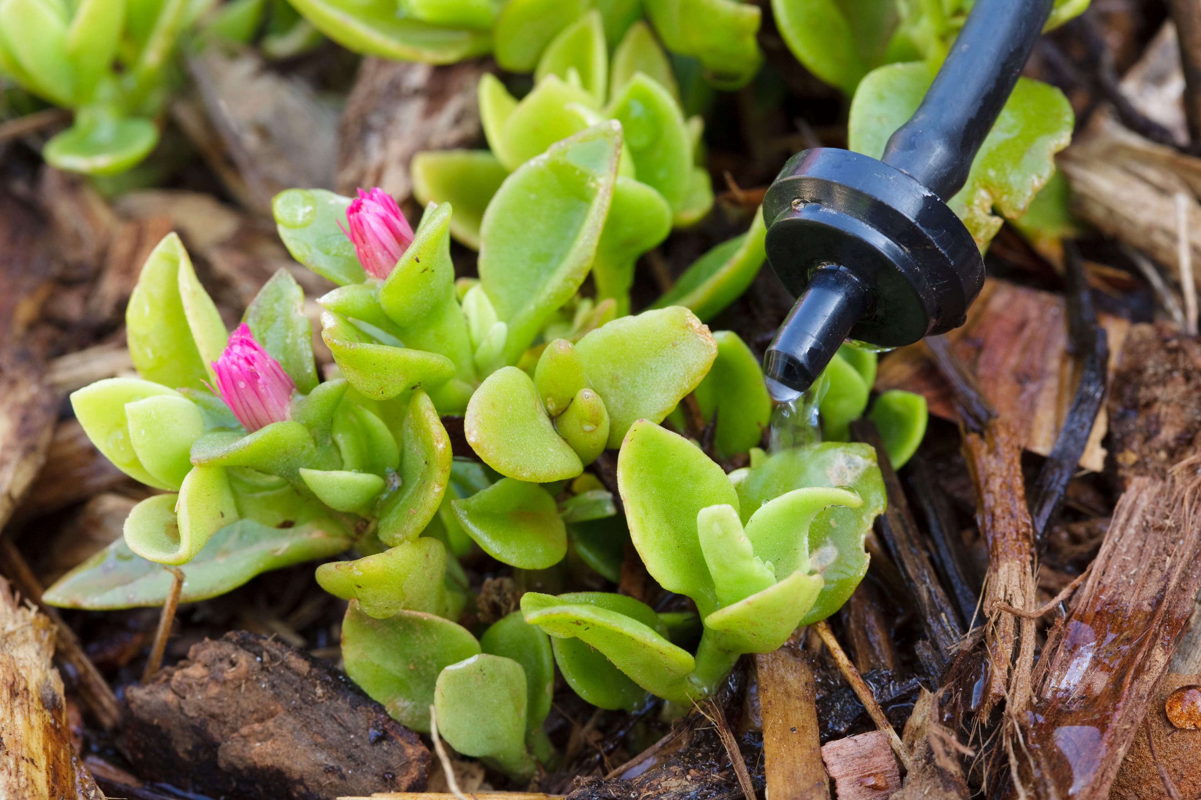 Drip irrigation system in use with Succulent